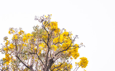 Tabebuia chrysotricha yellow flowers blossom
