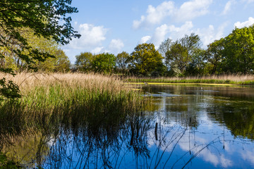 Fototapeta na wymiar Teich in Heiligendamm