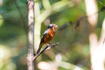 White-throated Rock Thrush
