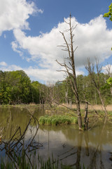 Kahler Baum im Wasser