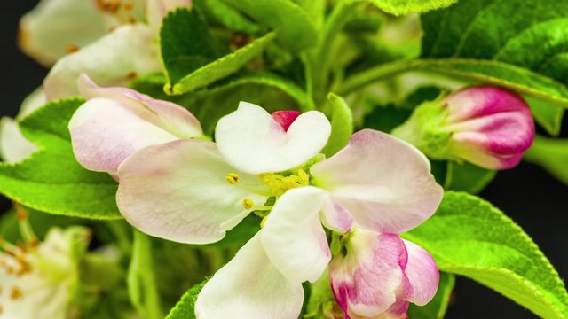 Apple blossoming timelapse/Apple flower blooming in a timelapse