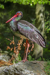 black stork - Ciconia nigra
