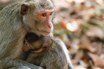 Mother Crab-eating macaque feeding her baby at the park.