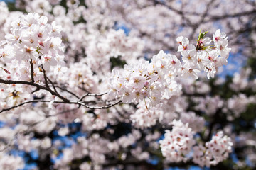 Sakura flower blooming.