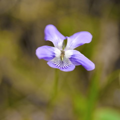 violets flowers blooming in spring meadow