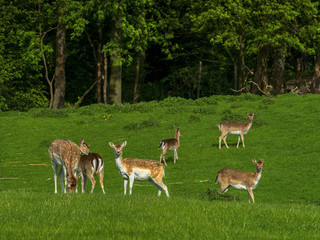 Naklejka na ściany i meble herd of fallow deer resting on a green meadow, Poland, Europe