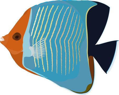Vector Hooded butterflyfish