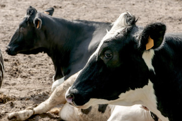 Obraz na płótnie Canvas black and white cows lying in the enclosure of the farm