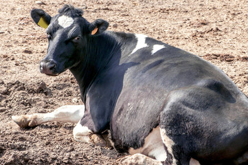 black and white cow lying in the enclosure of the farm