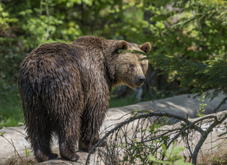 brown bear - Ursus arctos