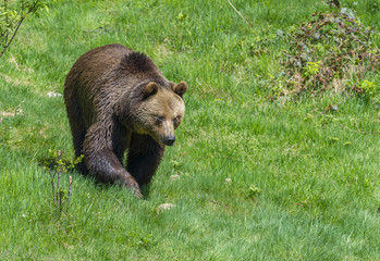 brown bear - Ursus arctos