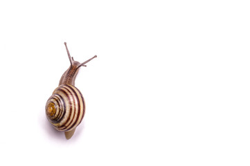 Garden Snail