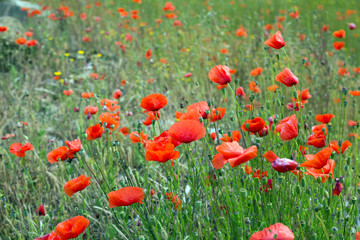 Field of  red poppies