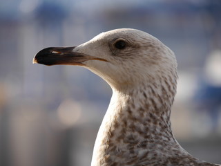 Möwe Mittelmeeröwe im Jugendkleid auf der Reling