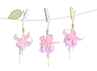 fuchsia flowers handing on rope with colorful clothespin is isol
