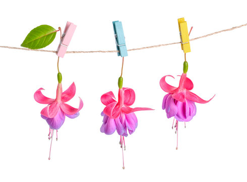 fuchsia flowers handing on rope with colorful clothespin is isol