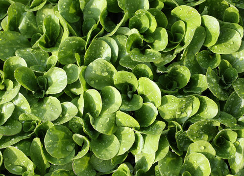 green fresh  salad in the garden