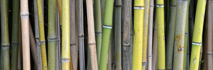 bambus © photo 5000