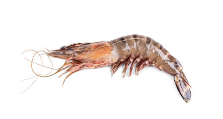 Close up of fresh shrimp. 