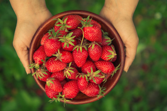 Hands holding fresh strawberries in a bowl