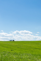 Obraz premium Agricultural tractor working in a green wheat field at noon