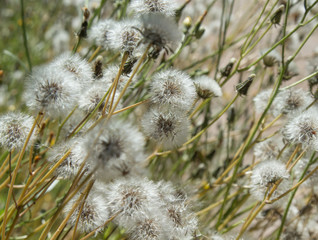 Sonchus seedheads background