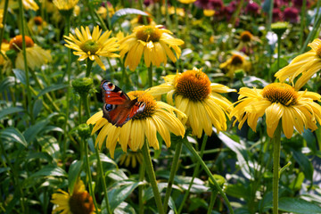 Naklejka premium Echinacea Daydream and butterfly
