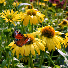 Echinacea Daydream and butterfly