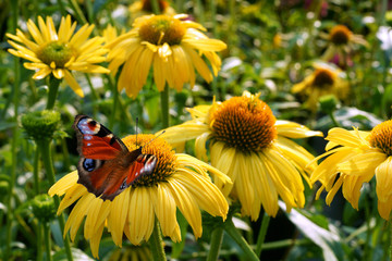Echinacea Daydream and butterfly - obrazy, fototapety, plakaty