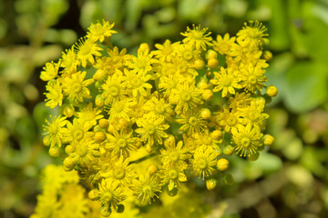 Aeonium spathulatum