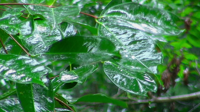 Raindrops falling on green leaves.
