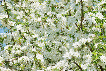 Blooming apple trees