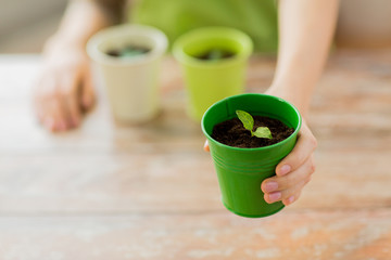 close up of woman hand holding pot with sprout