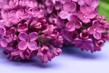 Fotobehang Sering Macro foto van lente lila violette bloemen
