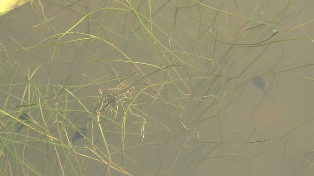 Tadpoles of the green frog underwater