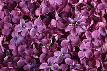 Deurstickers Sering Macro foto van lente lila violette bloemen