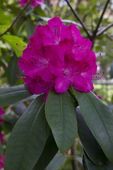 rhododendron fleur rose