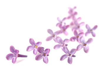 Naklejka na ściany i meble lilac flowers isolated on white background