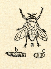 Fototapeta na wymiar Blow fly (Calliphoridae)