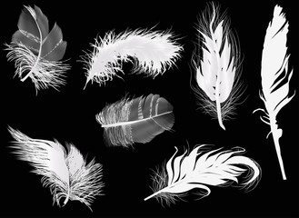 Obraz premium seven light feathers isolated on black