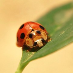 a ladybug on green leaf