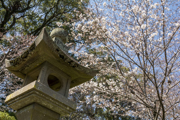 Fototapeta premium 佐賀県の岡山神社の石灯籠と桜の花