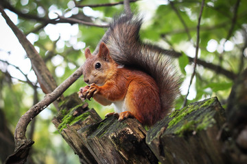 Naklejka na ściany i meble Forest squirrel gnaws a nut. Лесная белка грызет орех.