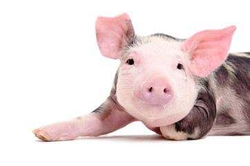Portrait of the charming little pig