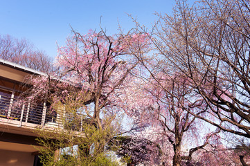 しだれ桜
