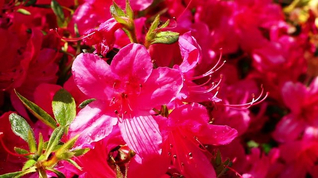 Rhododendron rot
