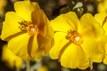 Obraz premium Flores amarillas de Chaguazo. Halimium lasianthum alyssoides. 