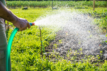 Annaffiare l'orto, dare l'acqua, agricoltura