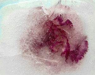 Fototapeta premium frozen flora