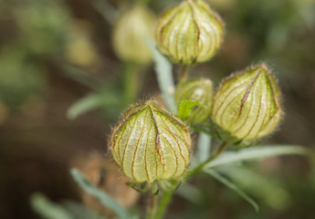 Physalis peruviana